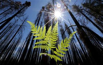 (AP Photo/Rich Pedroncelli, File). FILE - In this July 25, 2014 file photo, vegetation grows among trees burned by the Rim Fire, near Groveland, Calif.  More than 3 trillion trees now grow on Earth, more than seven times greater than scientists previou...