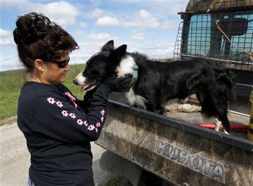 (AP Photo/Orlin Wagner). Alda Owen pets her farm service dog Sweet Baby Jo after moving cattle on her farm near Maysville, Mo., Wednesday, Aug. 19, 2015.