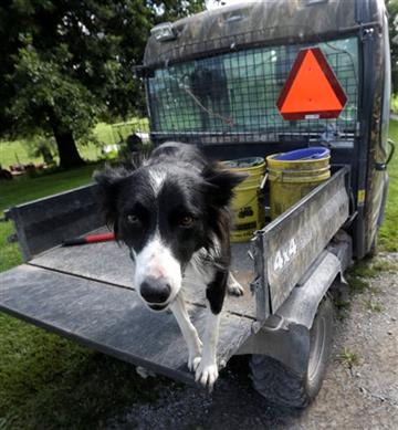 (AP Photo/Orlin Wagner). Sweet Baby Jo, a farm service dog, stands in a farm vehicle on the Owen farm near Maysville, Mo., Wednesday, Aug. 19, 2015.