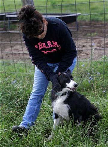 (AP Photo/Orlin Wagner). Alda Owen pets her farm service dog Sweet Baby Jo after moving cattle on her farm near Maysville, Mo., Wednesday, Aug. 19, 2015.