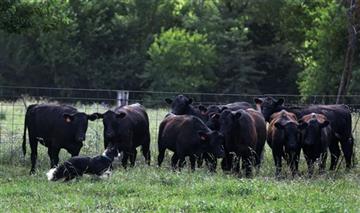 (AP Photo/Orlin Wagner). Sweet Baby Jo, a farm service dog, works moving cattle the Owen farm near Maysville, Mo., Wednesday, Aug. 19, 2015.