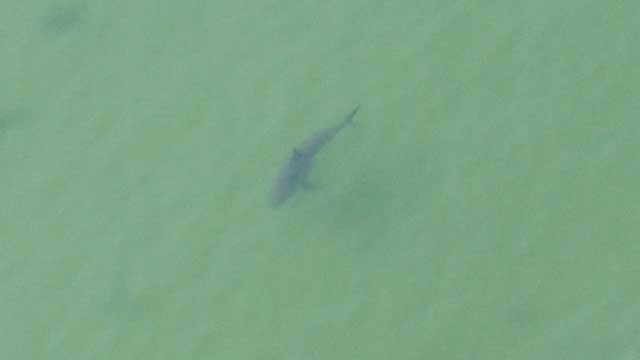 Photo Courtesy: @MassStatePolice (Not actual photo of shark)