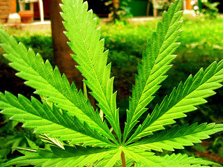 Marijuana_20090312102840698_JPG